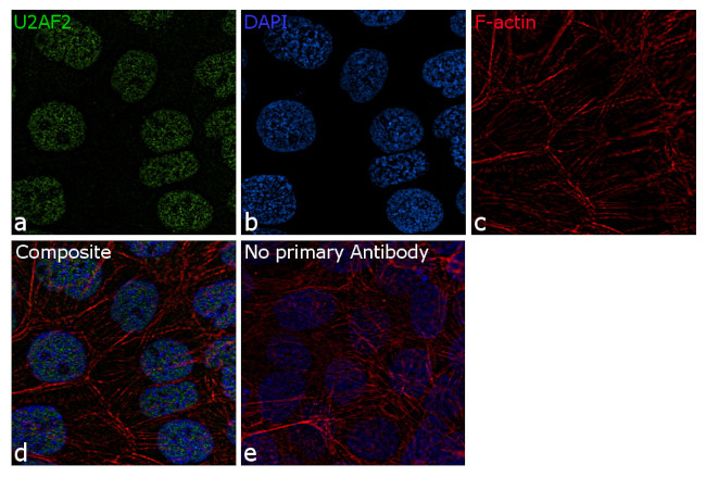 U2AF2 Antibody in Immunocytochemistry (ICC/IF)