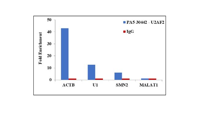 U2AF2 Antibody in RNA Immunoprecipitation (RIP)