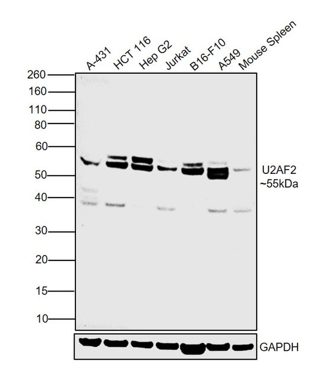 U2AF2 Antibody in Western Blot (WB)