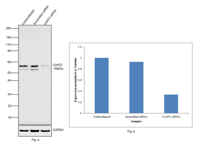 U2AF2 Antibody