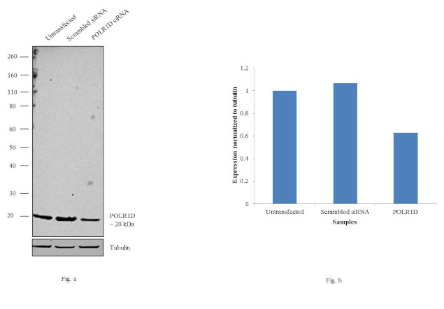 POLR1D Antibody