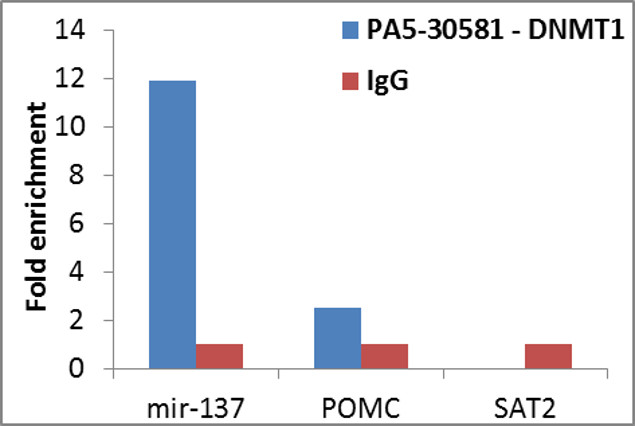 DNMT1 Antibody