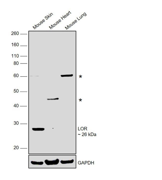 LOR Antibody in Western Blot (WB)