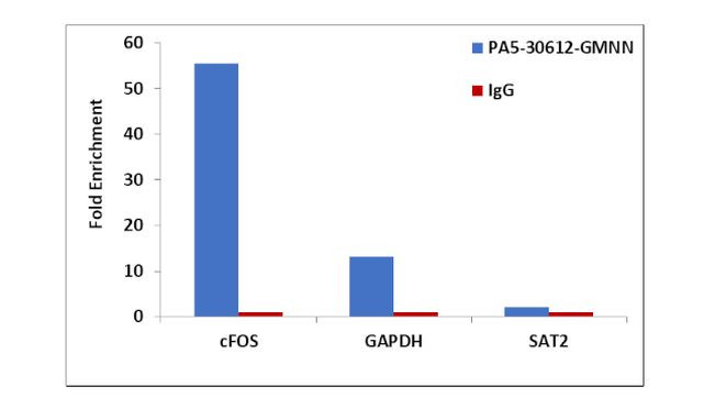 GMNN Antibody in ChIP Assay (ChIP)