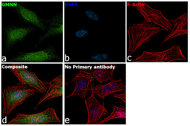 GMNN Antibody in Immunocytochemistry (ICC/IF)