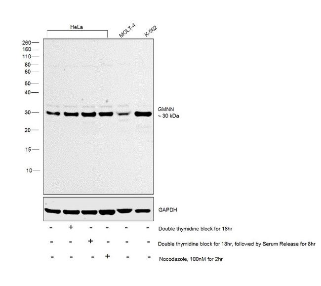 GMNN Antibody in Western Blot (WB)