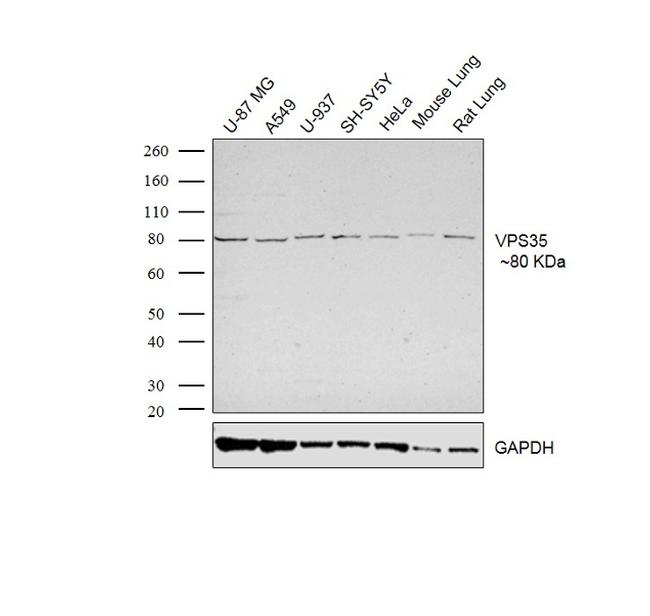 VPS35 Antibody in Western Blot (WB)