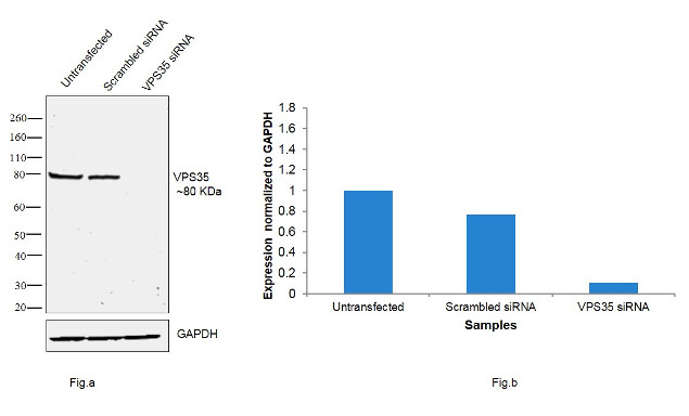 VPS35 Antibody