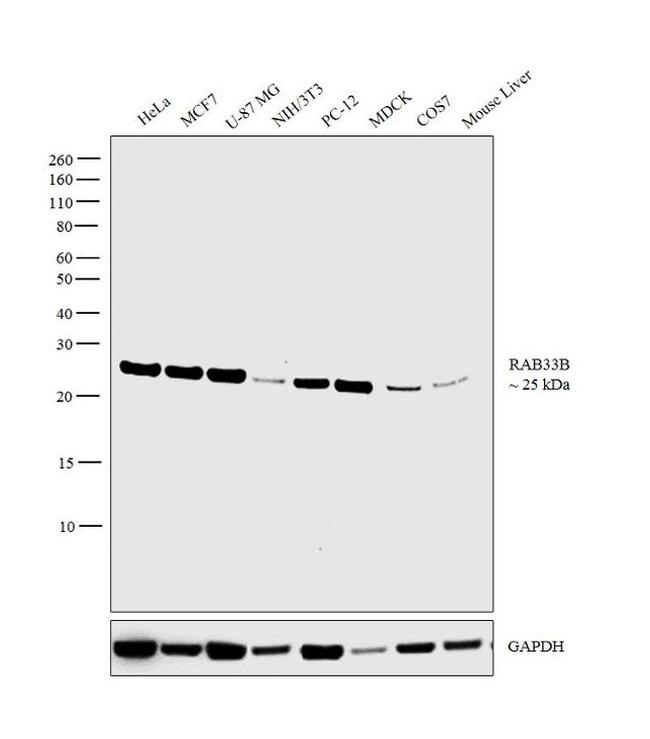 RAB33B Antibody in Western Blot (WB)