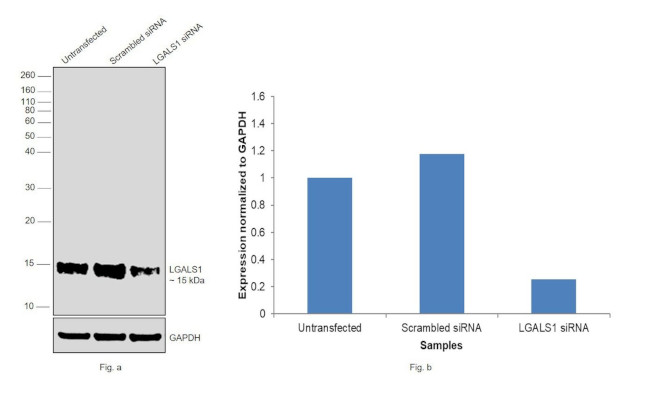 Galectin 1 Antibody