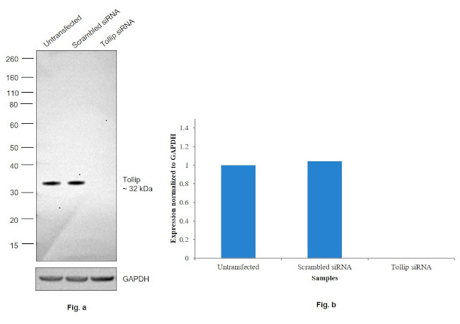 TOLLIP Antibody