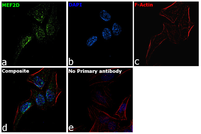 MEF2D Antibody in Immunocytochemistry (ICC/IF)