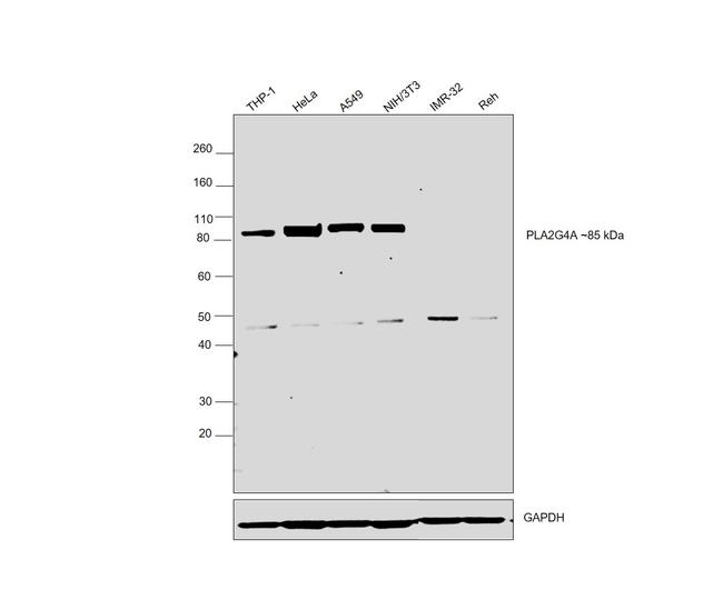 PLA2G4A Antibody in Western Blot (WB)