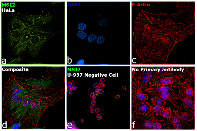 MSI2 Antibody in Immunocytochemistry (ICC/IF)