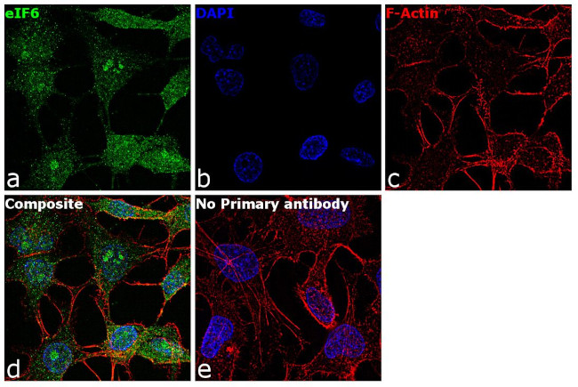 eIF6 Antibody in Immunocytochemistry (ICC/IF)