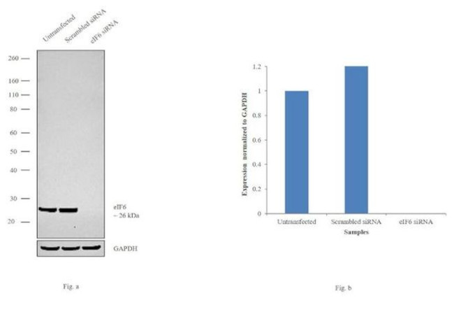 eIF6 Antibody