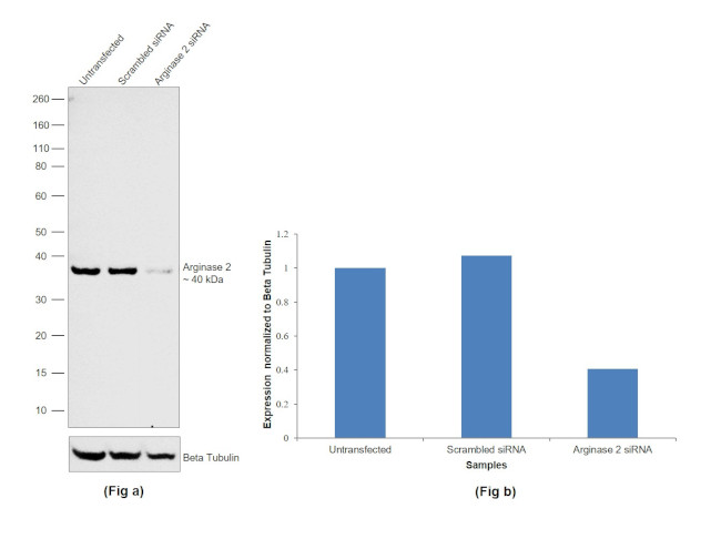 Arginase 2 Antibody