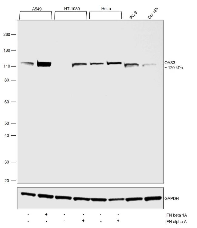 OAS3 Antibody in Western Blot (WB)