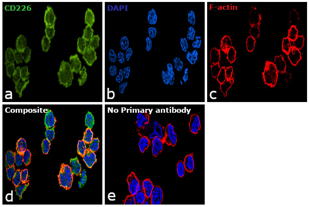 CD226 Antibody in Immunocytochemistry (ICC/IF)