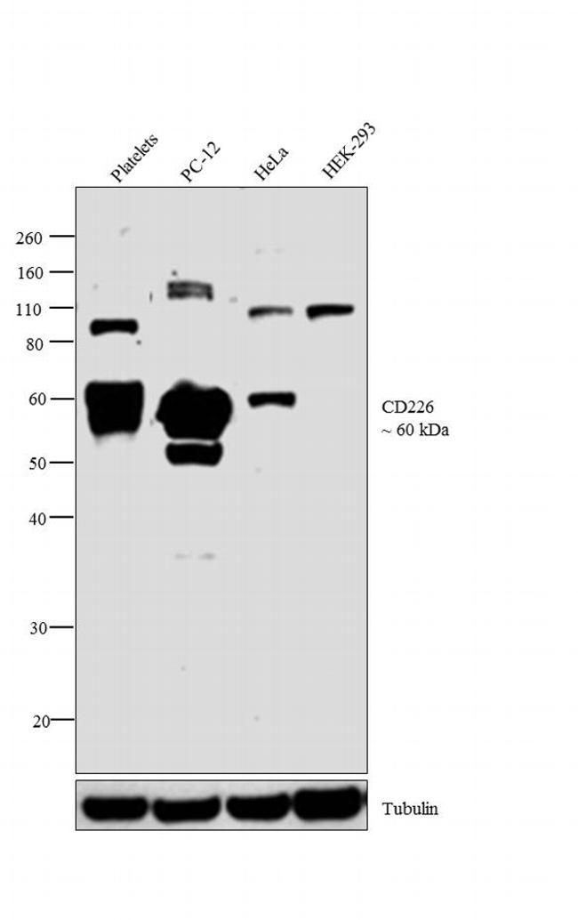 CD226 Antibody in Western Blot (WB)