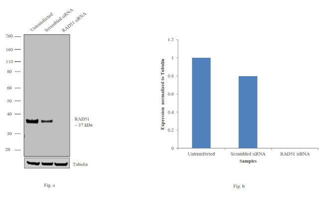 RAD51 Antibody in Western Blot (WB)