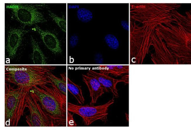 HADH Antibody in Immunocytochemistry (ICC/IF)