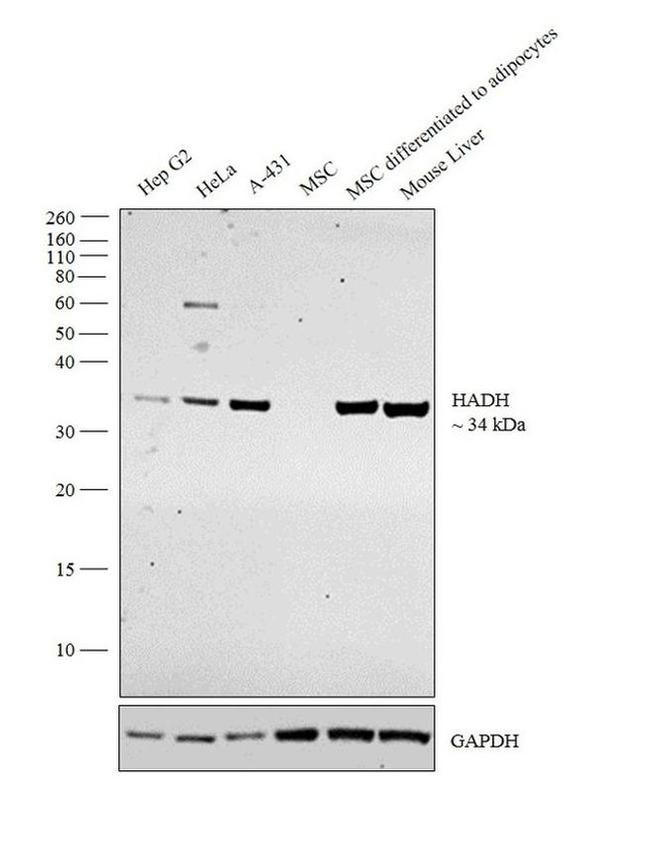 HADH Antibody in Western Blot (WB)