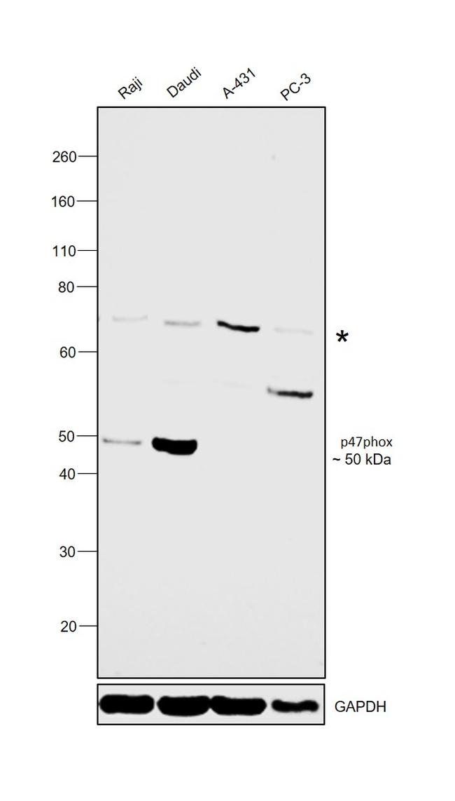 p47phox Antibody in Western Blot (WB)