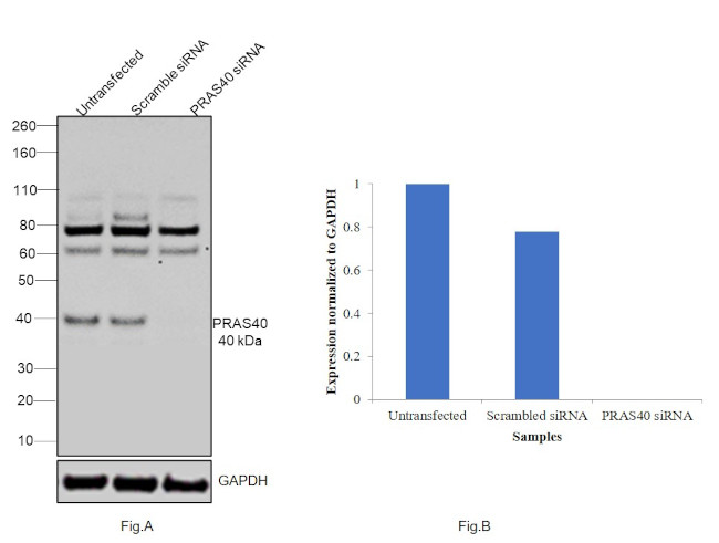 PRAS40 Antibody