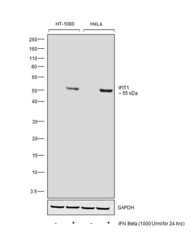 IFIT1 Antibody