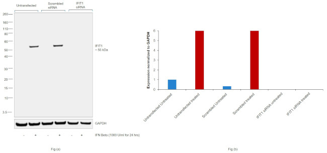 IFIT1 Antibody