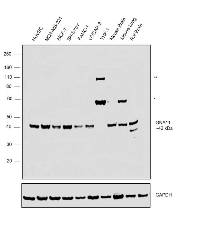 GNA11 Antibody in Western Blot (WB)