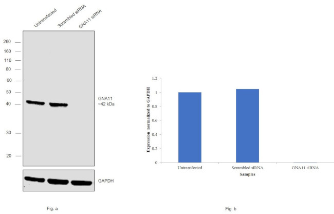 GNA11 Antibody