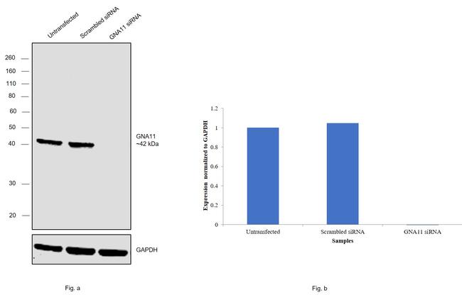 GNA11 Antibody in Western Blot (WB)