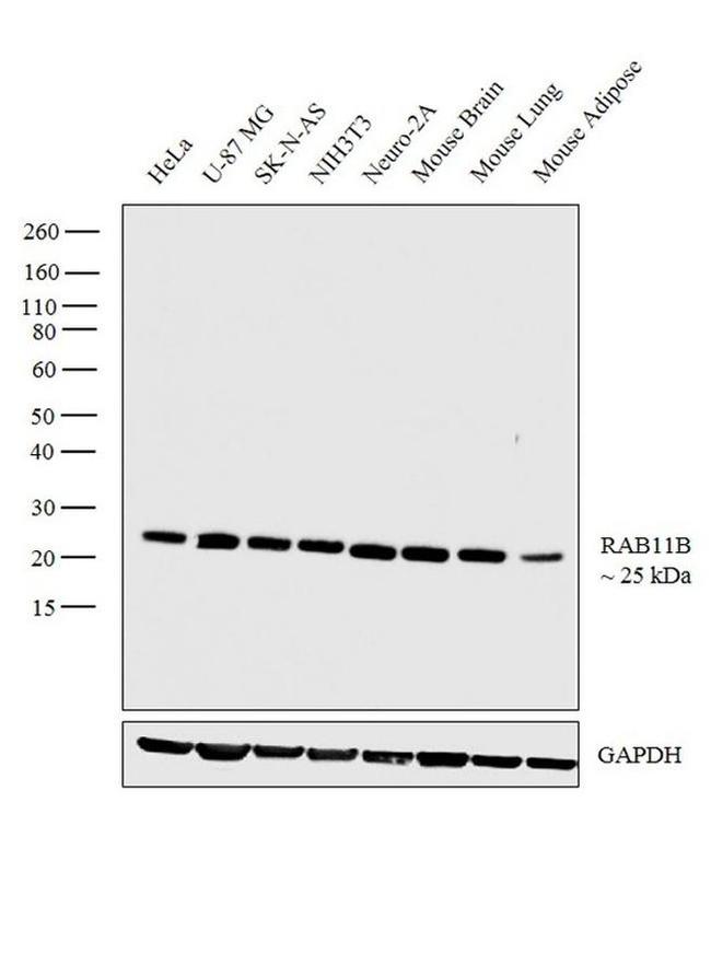 RAB11B Antibody in Western Blot (WB)