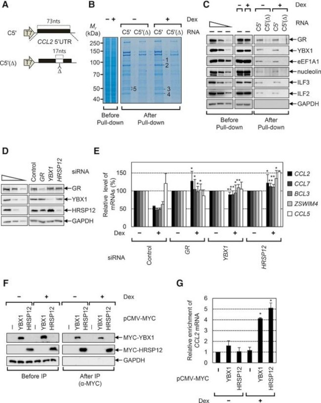 HRSP12 Antibody in Western Blot (WB)