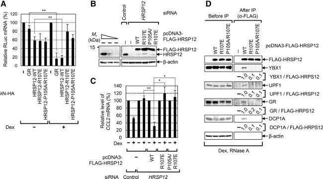 HRSP12 Antibody in Western Blot (WB)