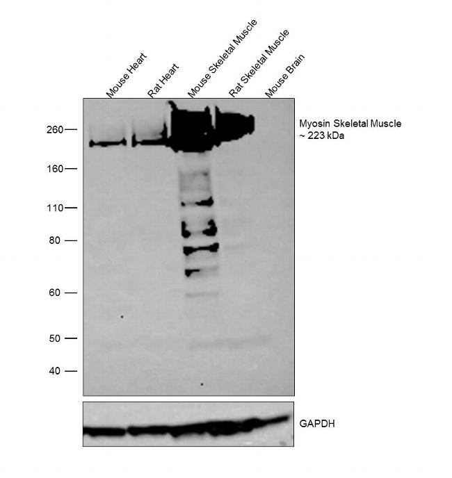 Myosin Skeletal Muscle Antibody in Western Blot (WB)