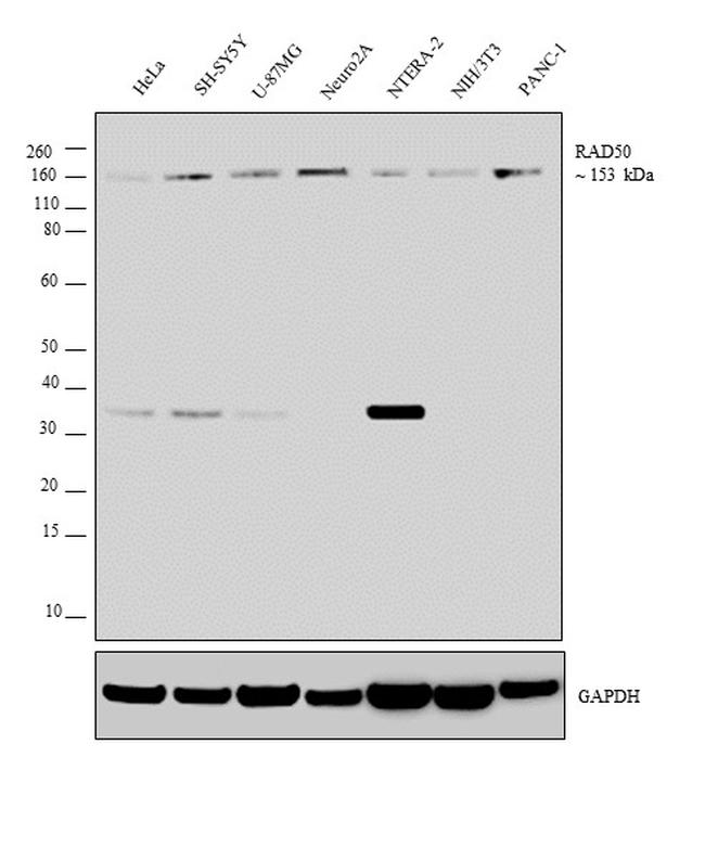 RAD50 Antibody in Western Blot (WB)