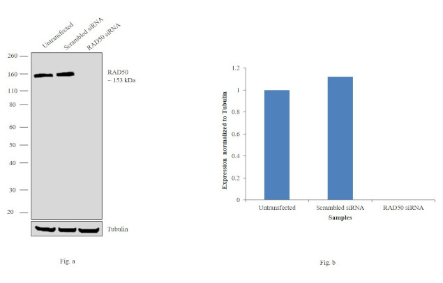 RAD50 Antibody