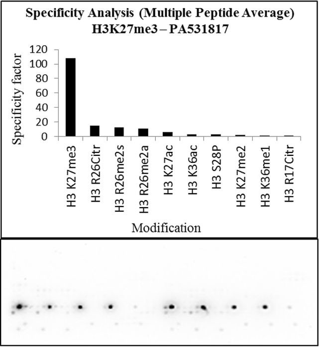 H3K27me3 Antibody in Peptide array (Array)