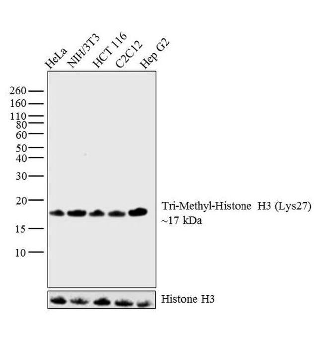 H3K27me3 Antibody in Western Blot (WB)