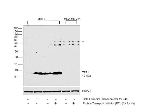 TFF1 Antibody