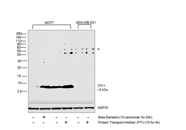 TFF1 Antibody in Western Blot (WB)