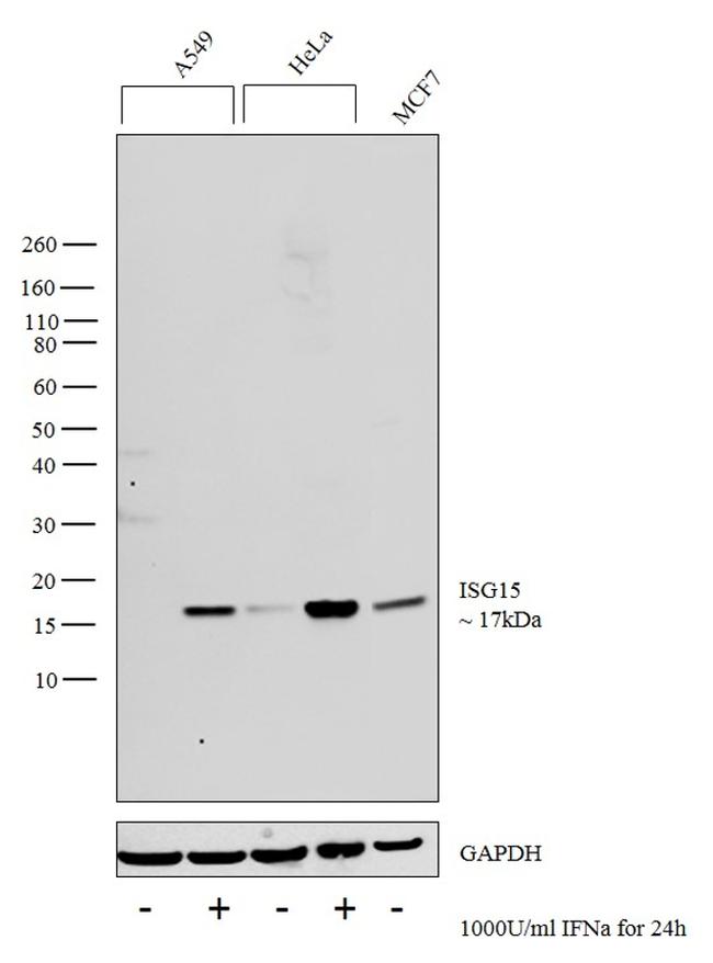 ISG15 Antibody