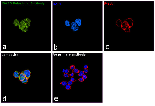 ISG15 Antibody in Immunocytochemistry (ICC/IF)