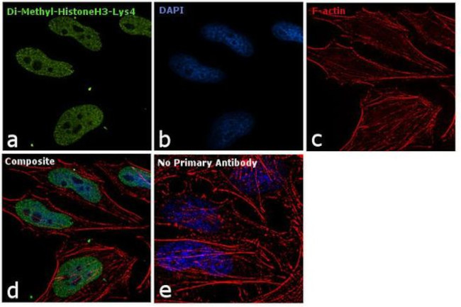 H3K4me2 Antibody in Immunocytochemistry (ICC/IF)