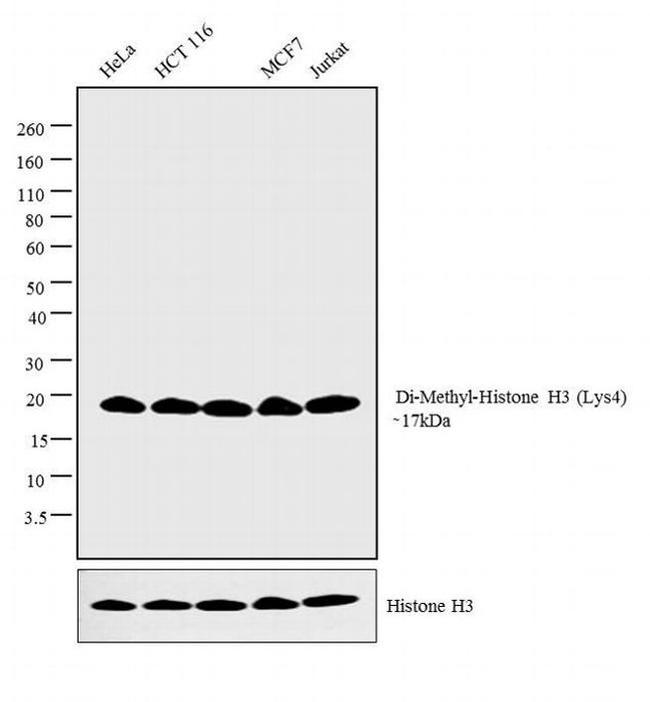 H3K4me2 Antibody in Western Blot (WB)