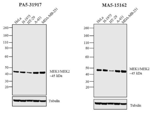 MEK1/MEK2 Antibody