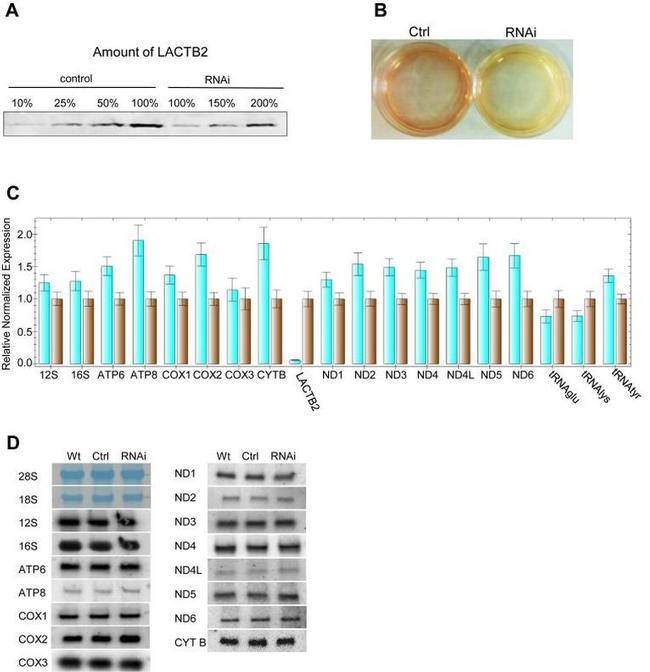 LACTB2 Antibody in Western Blot (WB)